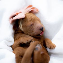 Goldendoodle Puppies from Herrera Family