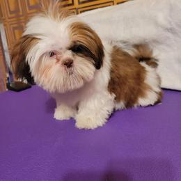 Bashful - Liver and white male Shih Tzu puppy in Parma, Ohio from D's DeVine Shih-Tzu