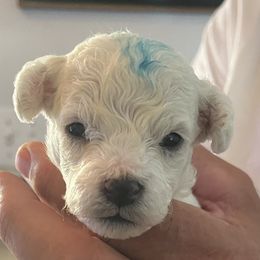 Blue boy - White male Bichon Frise puppy in Wilmington, North Carolina from Cape Fear Bichons
