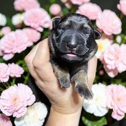 Margarita - Sable female German Shepherd puppy in Oakland, Oregon from VHM German Shepherds