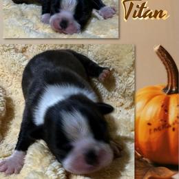 Titan - Red male Boston Terrier puppy in Brazos Point, Texas from TX Southern Belle Boston Terriers