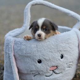 Boy 1 - Blue male Pembroke Welsh Corgi puppy in Ocala, Florida from Dolan Farms Corgis