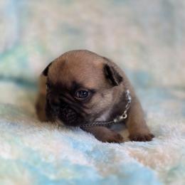 Dan - Fawn male French Bulldog puppy in Polk City, Florida from Best Friend Frenchies, LLC