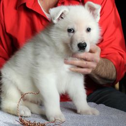 H - White male German Shepherd puppy in Yakima, Washington from Bahr-S German Shepherds