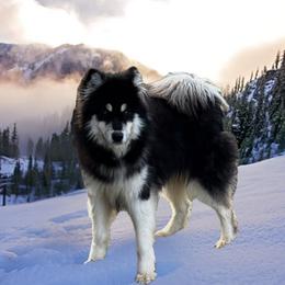 Terra - Alaskan Malamute