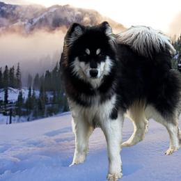 Terra - Alaskan Malamute