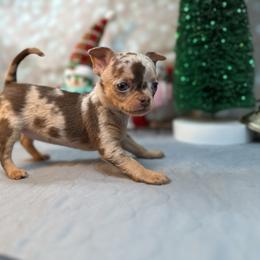 Chihuahua Puppies from Fiddlefigg Chihuahuas