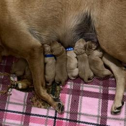 Girl 3 - Yellow female Labrador Retriever puppy in Eleva, Wisconsin from Dan's Labrador Retrievers