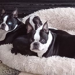 Boston Terriers from Tasmins Treasures