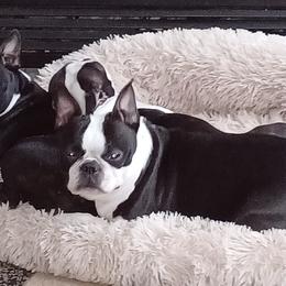 Boston Terriers from Tasmins Treasures