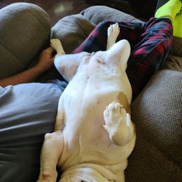 Bulldog Puppies from Pappy's Bullies