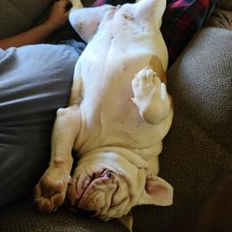 Bulldog Puppies from Pappy's Bullies