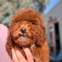 Bachelor - Red  female Poodle puppy in Vista, California from Red Head Heaven Poodles