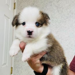 Sable boy with 1 blue eye - Sable male Pembroke Welsh Corgi puppy in Rochester, Indiana from Stacy’s Pembroke Welsh Corgis