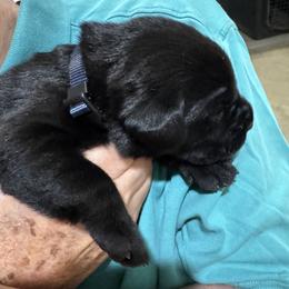 Boy 4 - Black male Labrador Retriever puppy in Conroe, Texas from XOM Retrievers