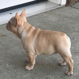 French Bulldog Puppies from Peche Mignon French Bulldogs