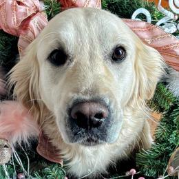 Golden Retrievers from Alfalfa Lane Adventures