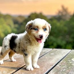 Journey Milligan - Blue merle male Australian Shepherd puppy in Statesville, North Carolina from Charming Australian Shepherds