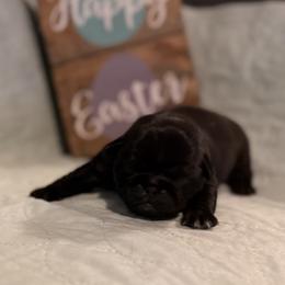 Magnolia Belle - Black female Pug puppy in Smiths Station, Alabama from Magnolia Pugs
