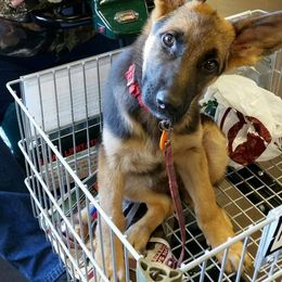 Belgian Malinois and German Shepherd Puppies from Von Kecohaus Kennels
