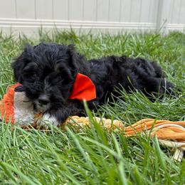 Fajita - Tri-color male Bernedoodle puppy in Roy, Utah from Doodles are Amazing
