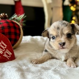 Chihuahua Puppies from Sunset Eves Chihuahuas