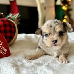 Chihuahua Puppies from Sunset Eves Chihuahuas