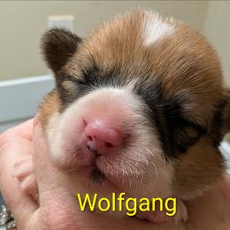 Wolfgang - Red male Pembroke Welsh Corgi puppy in Berkeley Springs, West Virginia from Hummingbird Farm