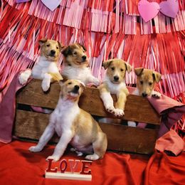 Collie Puppies from DuLac Collies