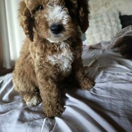 Bernedoodle and Goldendoodle Puppies from 4goldendoodles