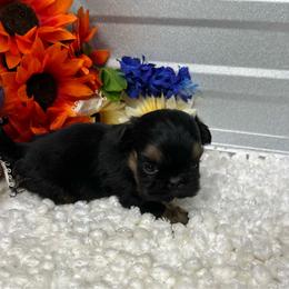 Waffle - Black and tan male Shih Tzu puppy in Elgin, South Carolina from Silver Bells Paw Prints