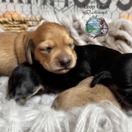 Storm - Cream male Dachshund puppy in Fayetteville, West Virginia from Loop Creek Dachshunds