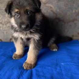 Blue collar boy - Black and red male German Shepherd puppy in Coleta, Illinois from Four Leaf Farm- Vom Vierblättriges Bauernhof