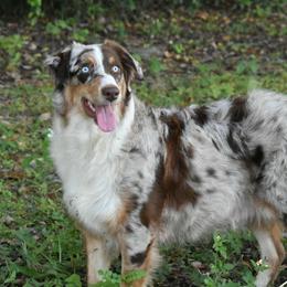 Australian Shepherds from Swamp Puppy Canine Kennel