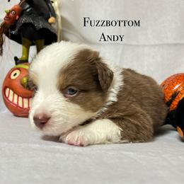 Miniature American Shepherd Puppies from Fuzzbottom Miniature American Shepherd