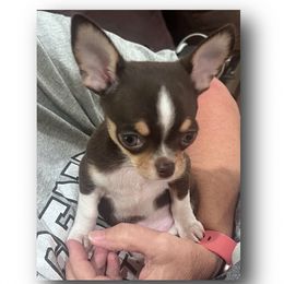 Tiny Tucker - Chocolate and white male Chihuahua puppy in De Quincy, Louisiana from Guys Cajun Paws