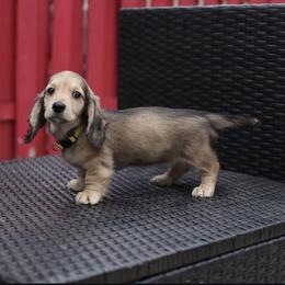 Dachshund Puppies from Michael's Dachshunds