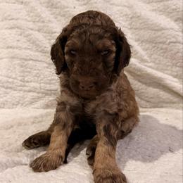 Fudge - Sable male Goldendoodle puppy in Howard City, Michigan from Doodles and Chaos
