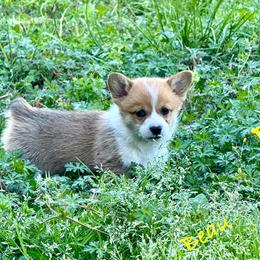 Pembroke Welsh Corgi Puppies from Pembroke Welsh Corgis at Belle Haven