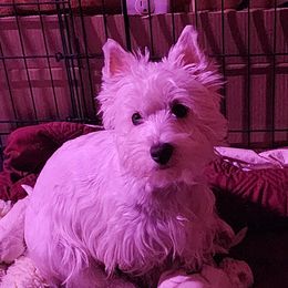 Skye - West Highland White Terrier
