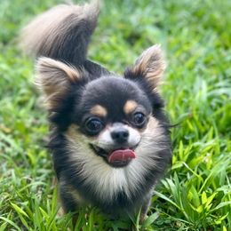 Chihuahuas from Little Luxe Chihuahuas
