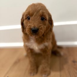 Sunny - Apricot female Goldendoodle puppy in Auburn, Indiana from Martin’s Doodles