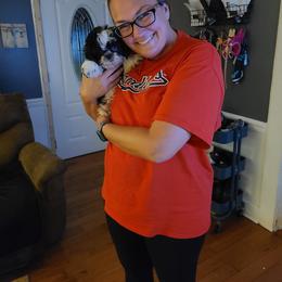 Shih Tzu Puppies from Tammy's Shihtzu Shack