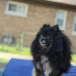 Lace - Black and tan female Pomeranian puppy in Indianola, Iowa from Argetsinger Poms