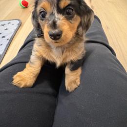 Dapple girl - Dapple female Dachshund puppy in Cooper, Texas from Sassy Kat’s Dachshunds