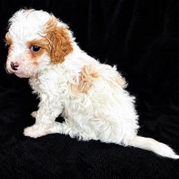 Bichon Frise and Poodle Puppies from Daisy Pups