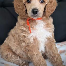 Orange Girl - Apricot female Poodle puppy in Hillsboro, Illinois from Sarah's Poodles