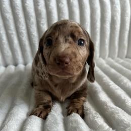 Maple - Dapple female Dachshund puppy in Ocala, Florida from Weenie Boops