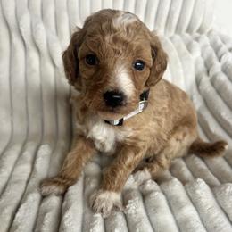AKC Grey Collar - Red  male Poodle puppy in Powder Springs, Georgia from West Cobb Dogs