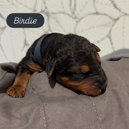 Birdie (Navy) - Black and tan female Airedale Terrier puppy in Akron, Ohio from Green Family Companion Kennel, LLC
